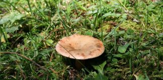 jak rozpoznać rydza