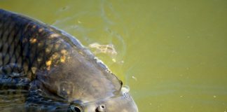 jak usmażyć karpia