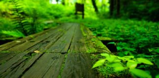 Jak używać Towotnicy?