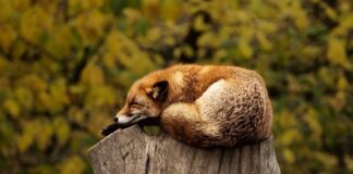 Gdzie podłączyć czerwony kabel od kamery cofania?