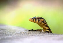 Jak monitorować samochód na parkingu?