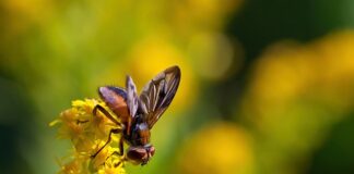 Jak sprawdzić która faza jest L1 L2 L3?