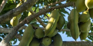 Kiedy Austral w Polsce?