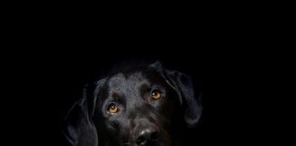 Jak długo może stać hybryda bez odpalania?