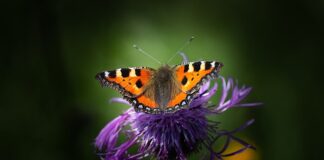 Z czego można odzyskać miedź?