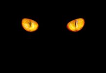 Jaka barwa lampek choinkowych?