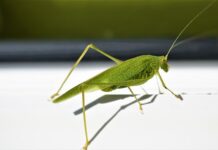 Ile cm ościeżnica zachodzi na ścianę? Ile cm ościeżnica zachodzi na ścianę?