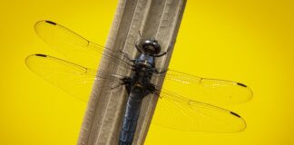 Czy warto kupić skimmer do basenu?