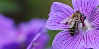 Co zamiast korkociągu?