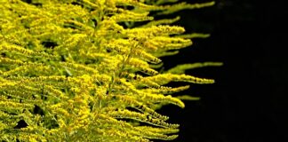 Kiedy sadzić rośliny w oczku?