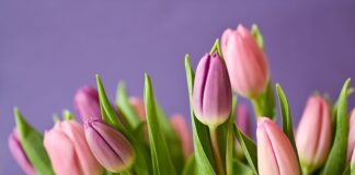 Co przyśpiesza kwitnienie marihuany?