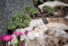 Jak usunąć tłuste plamy z tapicerki kanapy?