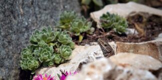 Jak usunąć tłuste plamy z tapicerki kanapy?