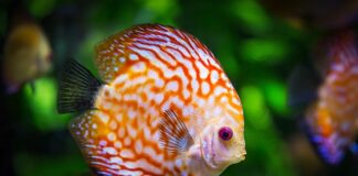 Jak dobrać lampę UV do akwarium?