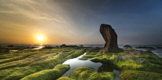 Czy lampa UV zabija glony w akwarium?