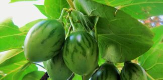 Jak zrobić podłużny otwór w drewnie?