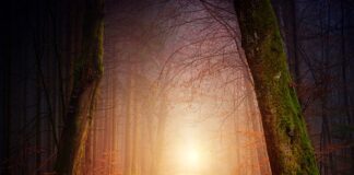 Jakie oświetlenie stosuje się w szklarni?