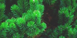 Co zamiast choinki przy małym dziecku?