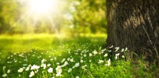 Co daje światło roślinom?