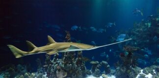 Dlaczego piła spalinowa gaśnie?