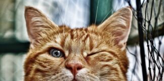 Co na brzeg oczka wodnego?