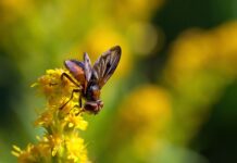 Ile trwa faza wzrostu marihuany?