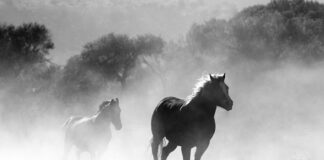 Czy można palić w kominku choinka?