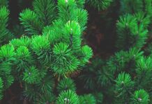 Jak pozbyć się choinki?