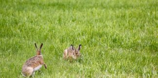 Jak zrobić lampę na taras?