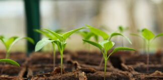 Jak doświetlać sadzonki papryki?