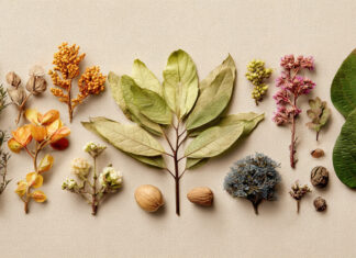 Naturalne składniki, które coraz częściej pojawiają się w naszym życiu. Dlaczego tak wiele osób o nich mówi? Naturalne składniki